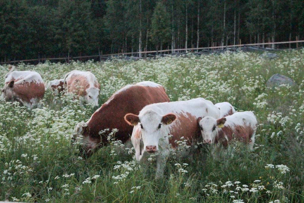 Kolin Mattila B&B Koli  Bagian luar foto